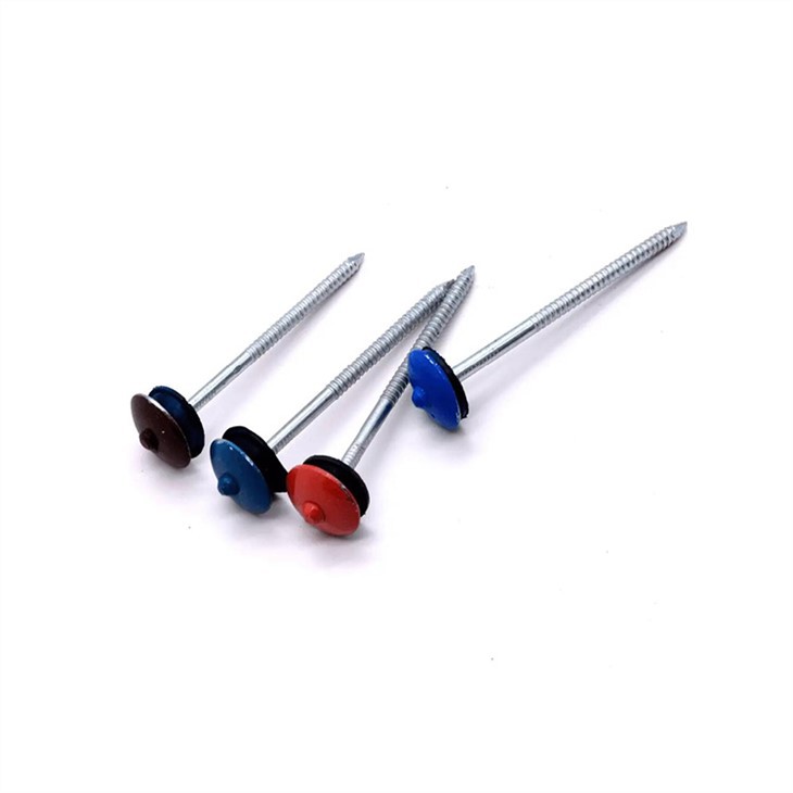 Paku Bumbung Kepala Payung Bergalvani